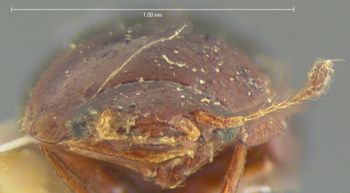 Media type: image;   Entomology 7948 Aspect: head frontal view
